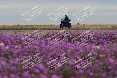 media/Jan-14-2023-SoCal Trackdays (Sat) [[497694156f]]/Turn 14 Exit Bloomig (145pm)/